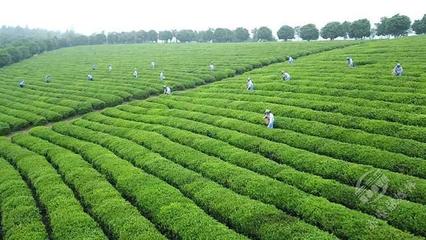 創新轉型，合作趕超 赤壁茶發集團引領區域茶企與農副產品銷售快速發展