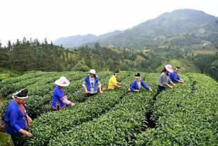 三江扶貧隊員 侗歌傳唱新生活，農副產品暢銷路
