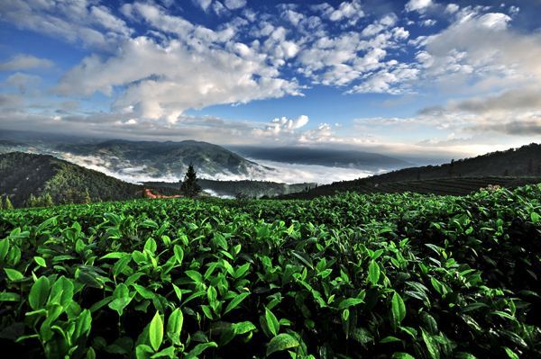 古樹茶 vs 臺地茶 一杯茶背后的生態(tài)、風味與市場選擇