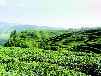 古茶之鄉(xiāng)的現(xiàn)代轉型 茶聯(lián)網引領農副產品銷售新篇章