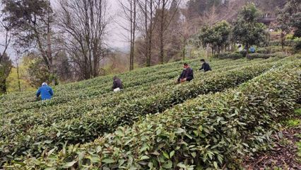 武當太子坡 茶香漫山野，農場帶富一方人