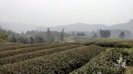 內江威遠萬畝茶園吐新芽 茶農采茶迎豐收，農副產品銷售新篇章